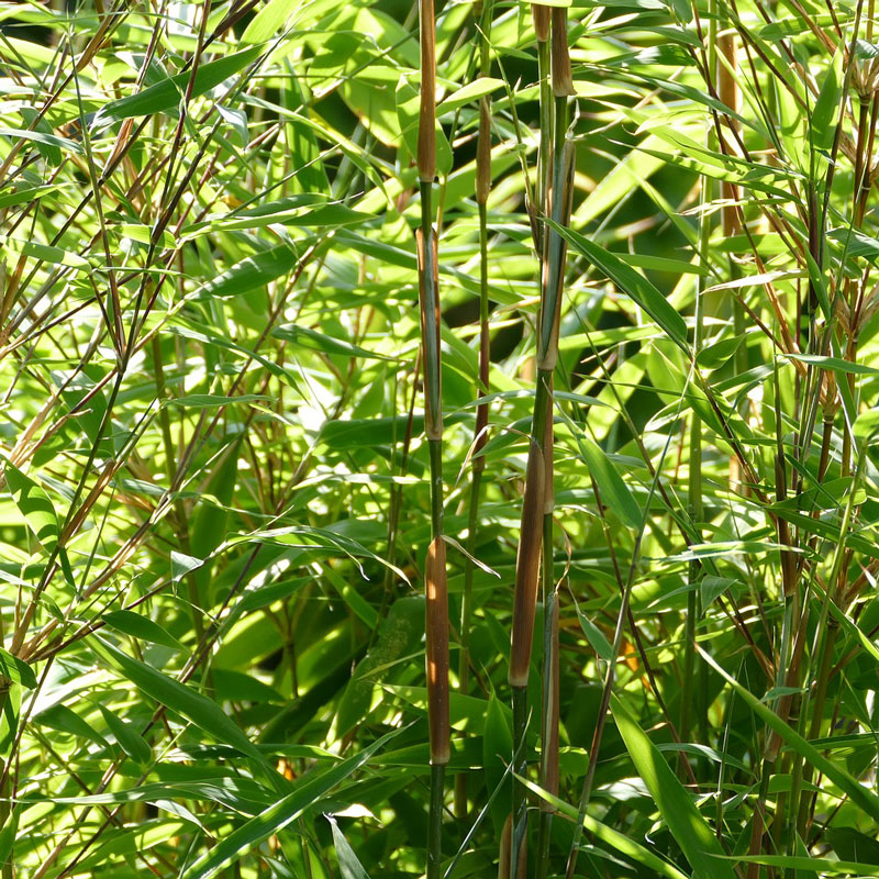 Bambus-oder-Gartenbambus