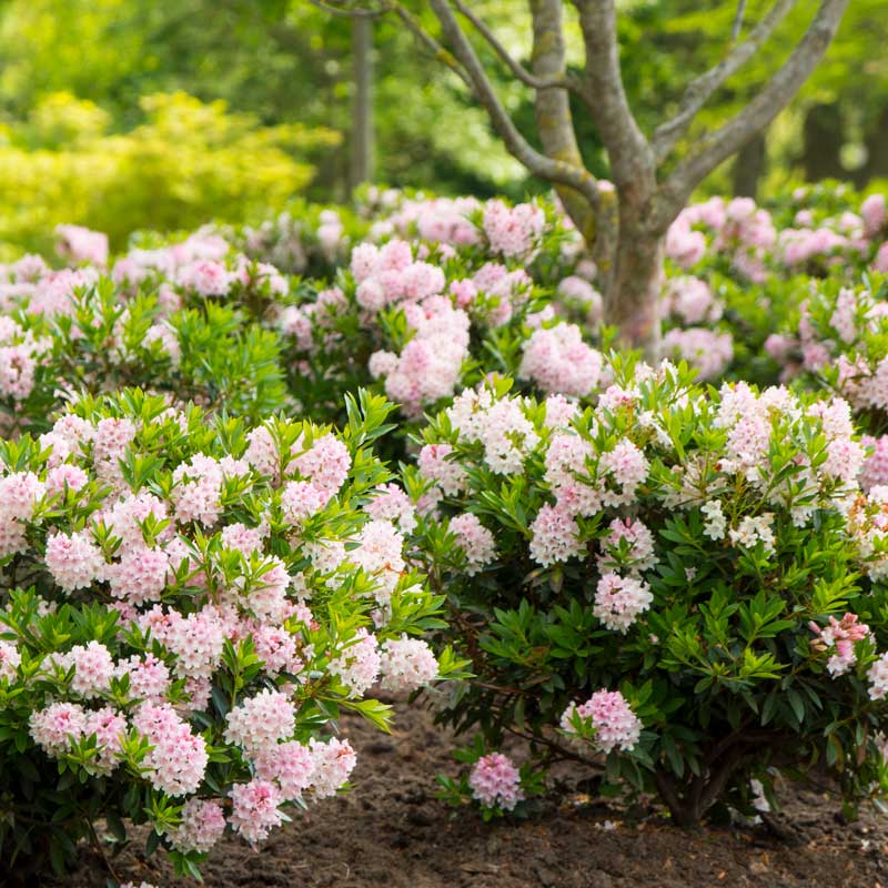 rhododendron bloombux