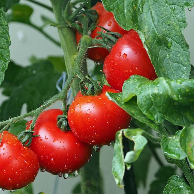 gemüsepflanzen-tomate tomatenpflanze