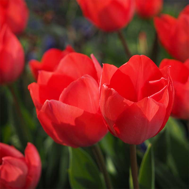 Rote Tulpen als frühlingsblumen