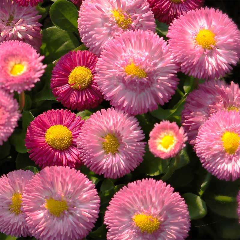 Tausendschön (Bellis) - Frühlingsblumen mit rosa Blüten