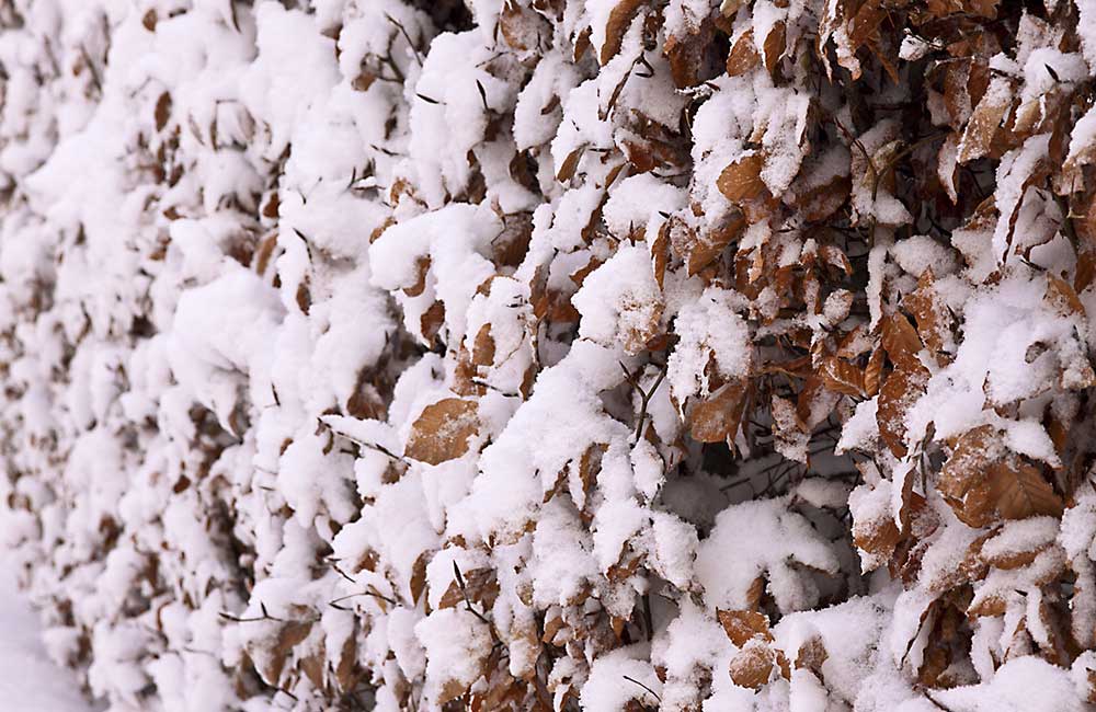 Einheimische Heckenpflanzen Rotbuche im Winter mit trockenem Laub und von Schnee bedeckt