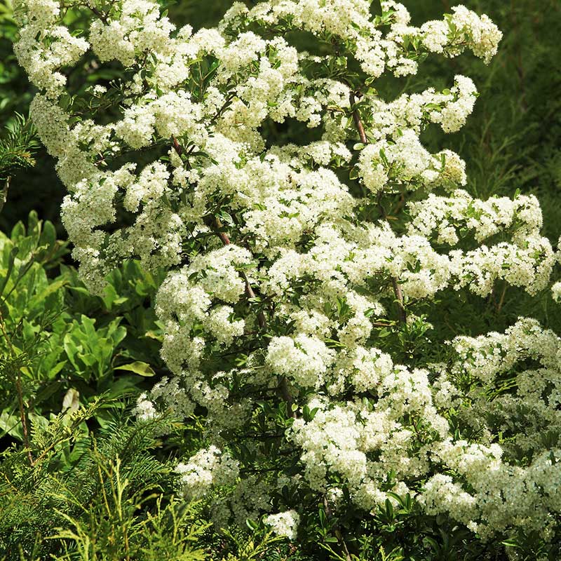 Einheimische Heckenpflanzen: Hippophae rhamnoides - Sanddorn mit Blüten im Juni