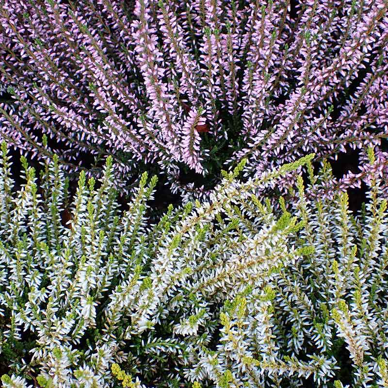 Winterheide, Schneeheide (Erica carnea), auch als Balkonpflanzen in weiß und violett, blühen von Januar bis April