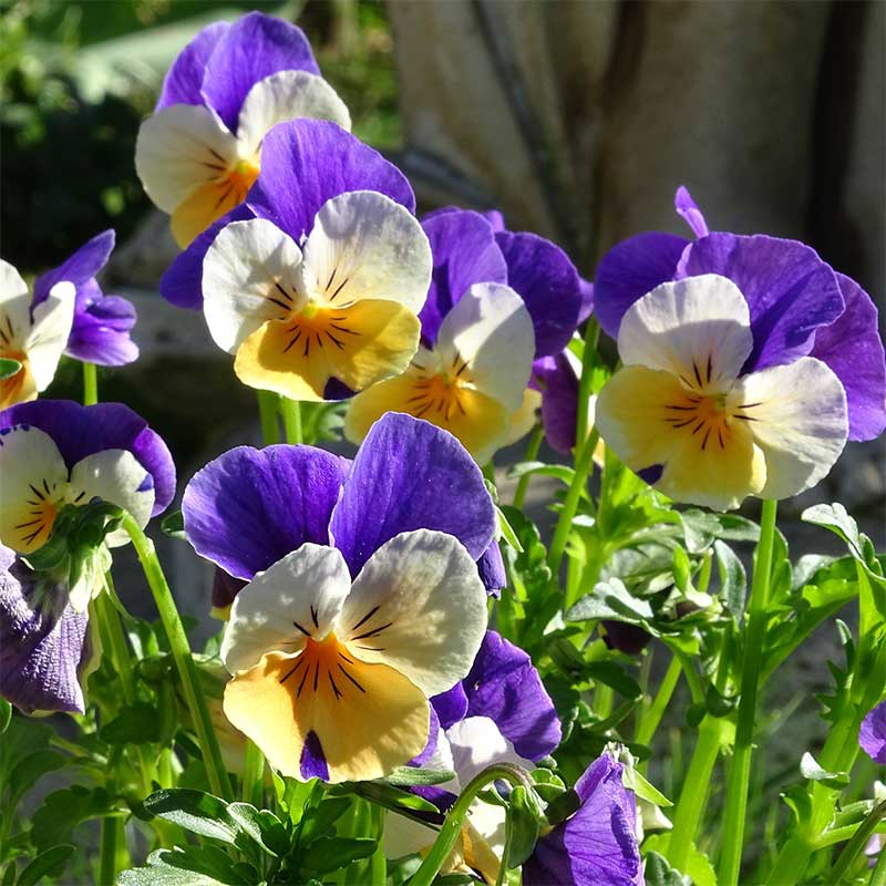 Balkonpflanzen Frühjahr: Hornveilchen (Viola cornuta)
