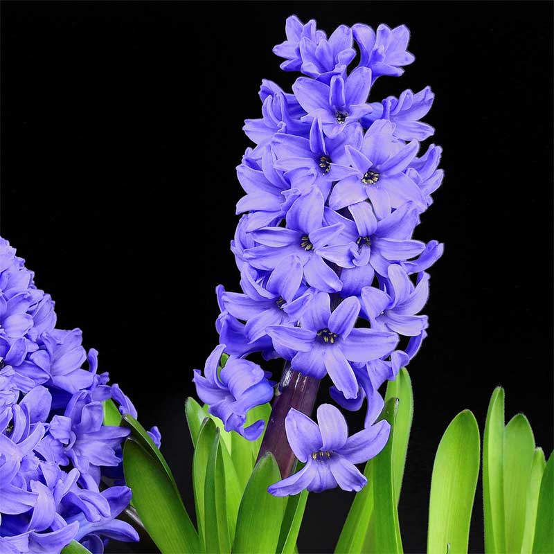Hyazinthen mit blauen Blüten