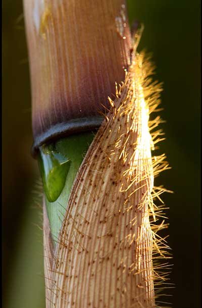 Taufrische Nahaufnahme: Knoten und Halmscheide des Schirmbambus, der botanischer Name dieser Bambus-Art ist Fargesia murielae (Bild von greg seed auf Pixabay) Knoten und Halmscheide des Schirmbambus