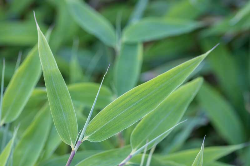 Schirmbambus (Fargesia murielae) - Blätter