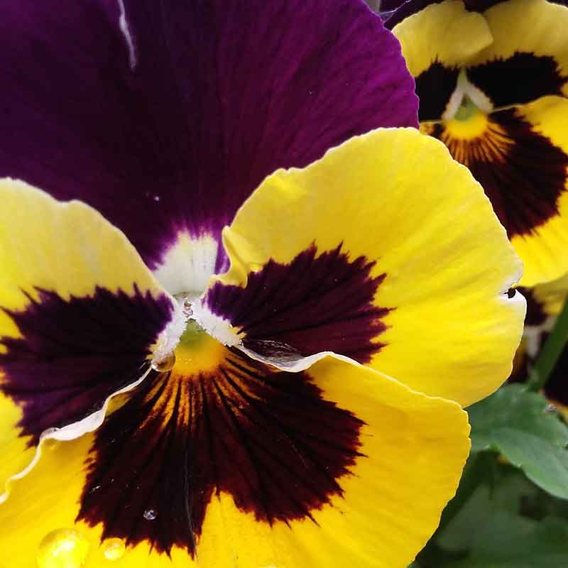 Beliebte Frühlingsblume in sehr vielen Farben: Stiefmütterchen (Viola x wittrockiana)