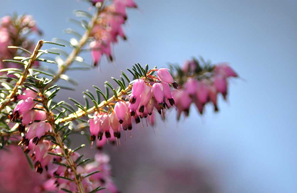 Die Winterheide (Erica carnea) hat nadelförmige Blättchen und von Januar bis April 5 – 7 mm lange glockenförmige Blüten.