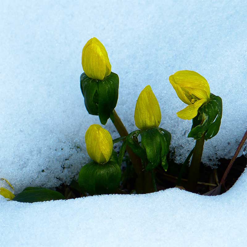 Gelb blühender Winterling durchbricht die Schneedecke.