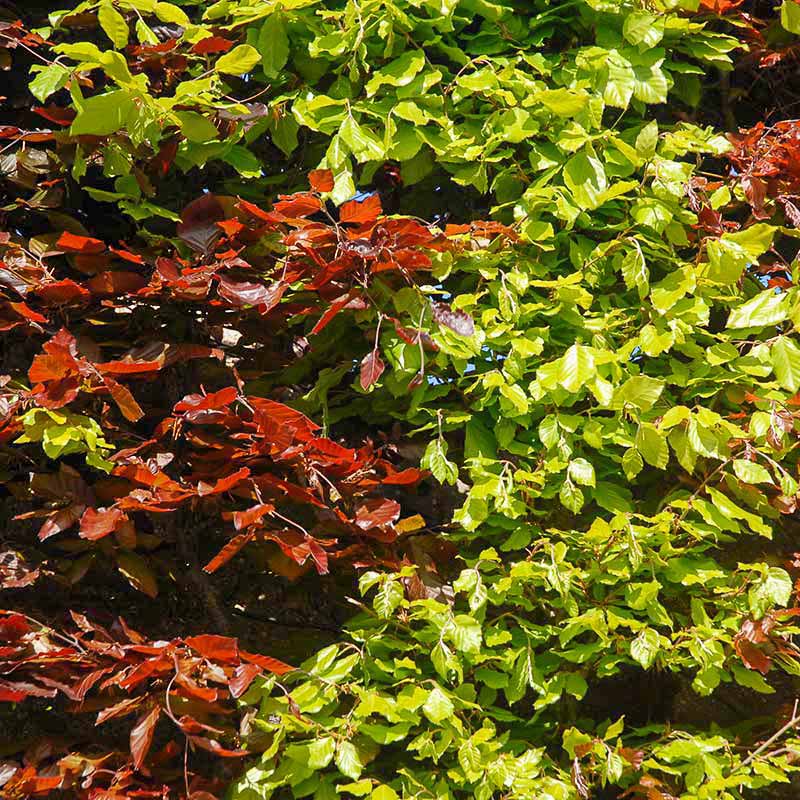 Einheimische Heckenpflanzen: Rotbuche Fagus sylvatica und Blutbuche Fagus sylvatica Atropurpurea