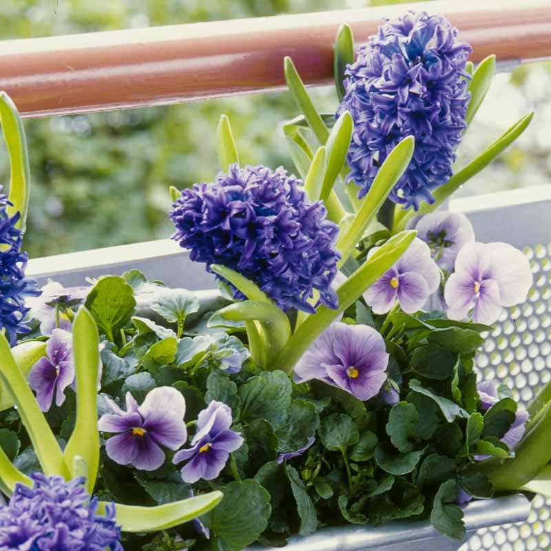 Frühlingsblumen: Hyazinthen und Viola